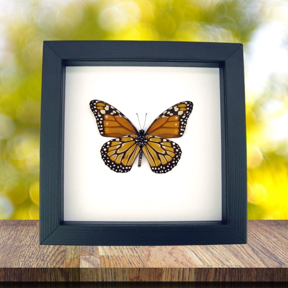 Southern Monarch Butterfly Framed Danaus erippus verso Male Classic Black Display Southern Monarch Butterfly Framed Danaus erippus verso Male Classic Black Display