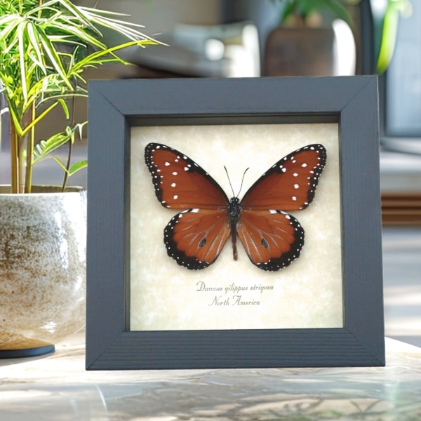 Danaus gilippus Queen Butterfly Real Framed Taxidermy Display