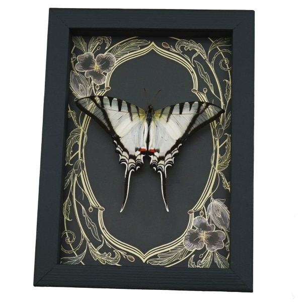 Eurytides Protesilaus Resting Butterfly Art Nouveau Zebra Swallowtail Framed Taxidermy