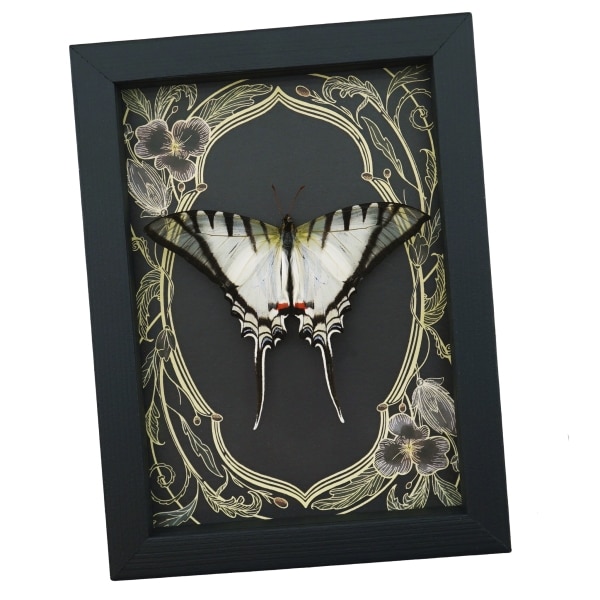 Eurytides Protesilaus Resting Butterfly Art Nouveau Zebra Swallowtail Framed Taxidermy