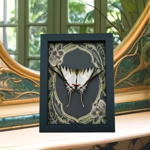 Eurytides Protesilaus Resting Butterfly Art Nouveau Zebra Swallowtail Framed Taxidermy