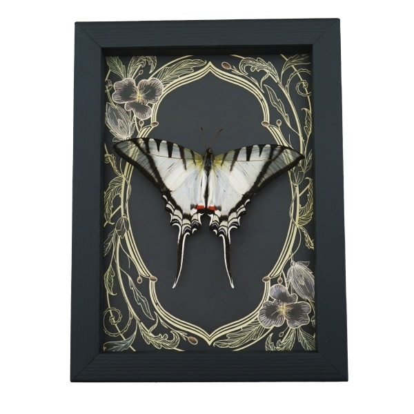 Eurytides Protesilaus Resting Butterfly Art Nouveau Zebra Swallowtail Framed Taxidermy
