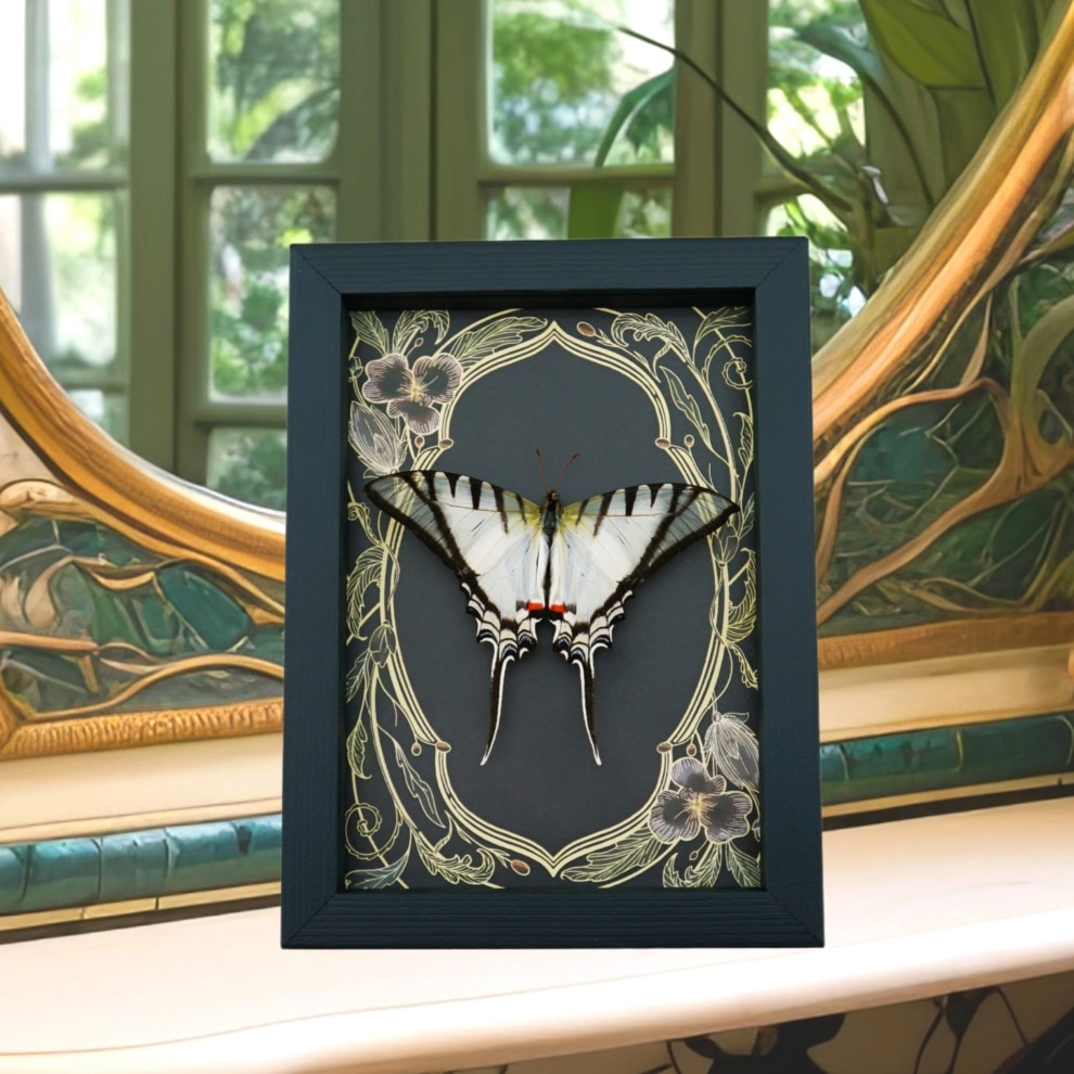 Eurytides Protesilaus Resting Butterfly Art Nouveau Zebra Swallowtail Framed Taxidermy Eurytides Protesilaus Resting Butterfly Art Nouveau Zebra Swallowtail Framed Taxidermy