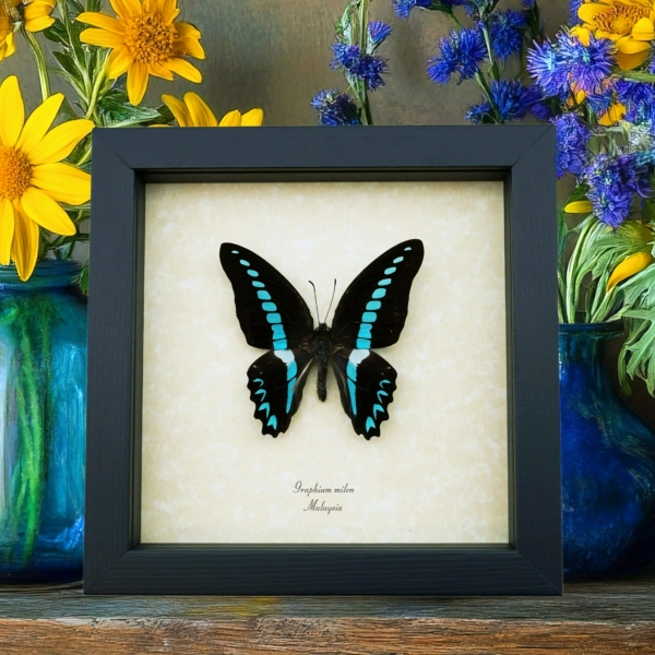 Graphium milon Milons Swallowtail Butterfly Framed Taxidermy Display