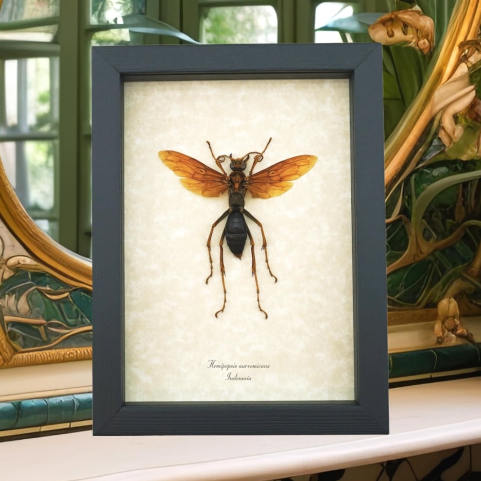 Tarantula Hawk Wasp Hemipepsis Aureomicans Female Real Framed Taxidermy Display Tarantula Hawk Wasp Hemipepsis Aureomicans Female Real Framed Taxidermy Display