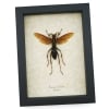 Tarantula Hawk Wasp Hemipepsis Aureomicans Female Real Framed Taxidermy Display