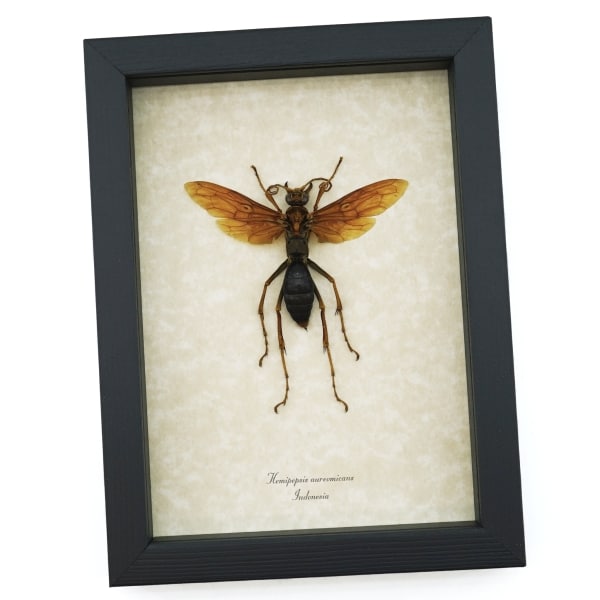 Tarantula Hawk Wasp Hemipepsis Aureomicans Female Real Framed Taxidermy Display