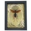 Tarantula Hawk Wasp Gold Foil Art Nouveau Hemipepsis Aureomicans Female Framed Taxidermy Display