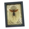 Tarantula Hawk Wasp Gold Foil Art Nouveau Hemipepsis Aureomicans Female Framed Taxidermy Display