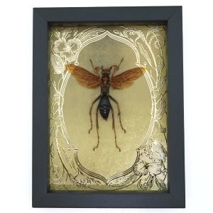Tarantula Hawk Wasp Gold Foil Art Nouveau Hemipepsis Aureomicans Female Framed Taxidermy Display