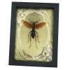 Tarantula Hawk Wasp Gold Foil Art Nouveau Hemipepsis Aureomicans Female Framed Taxidermy Display