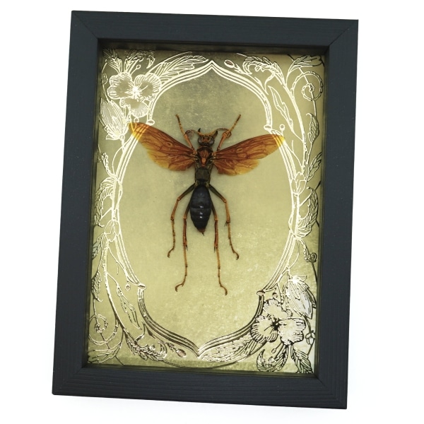 Tarantula Hawk Wasp Gold Foil Art Nouveau Hemipepsis Aureomicans Female Framed Taxidermy Display