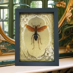 Tarantula Hawk Wasp Gold Foil Art Nouveau Hemipepsis Aureomicans Female Framed Taxidermy Display