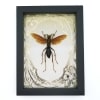 Tarantula Hawk Wasp Gold Foil Art Nouveau Hemipepsis Aureomicans Female Framed Taxidermy
