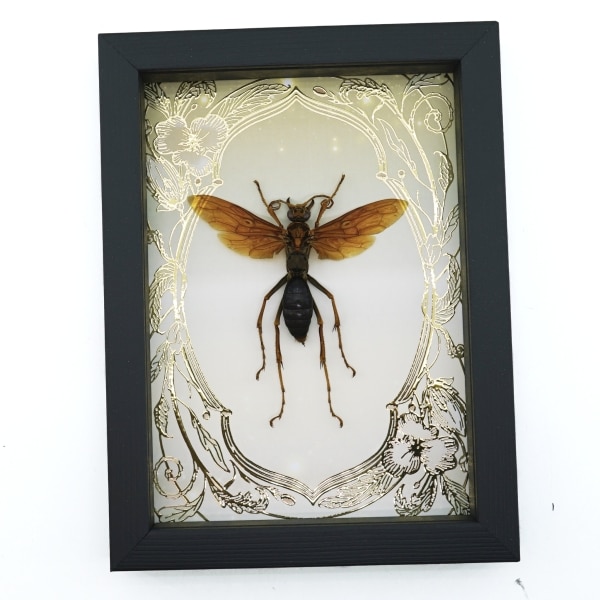 Tarantula Hawk Wasp Gold Foil Art Nouveau Hemipepsis Aureomicans Female Framed Taxidermy