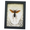 Tarantula Hawk Wasp Gold Foil Art Nouveau Hemipepsis Aureomicans Female Framed Taxidermy