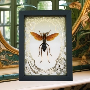 Tarantula Hawk Wasp Gold Foil Art Nouveau Hemipepsis Aureomicans Female Framed Taxidermy