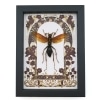 Tarantula Hawk Wasp Red Gothic Floral Hemipepsis Aureomicans Female Framed Taxidermy