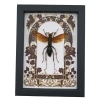 Tarantula Hawk Wasp Red Gothic Floral Hemipepsis Aureomicans Female Framed Taxidermy