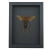 Tarantula Hawk Wasp Hemipepsis Aureomicans Female Real Framed Taxidermy Moonlight Display