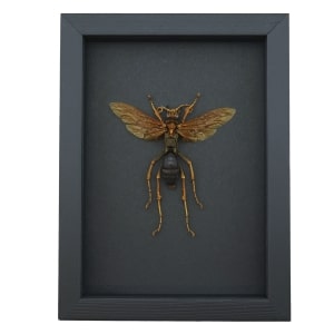 Tarantula Hawk Wasp Hemipepsis Aureomicans Female Real Framed Taxidermy Moonlight Display