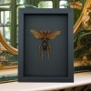 Tarantula Hawk Wasp Hemipepsis Aureomicans Female Real Framed Taxidermy Moonlight Display