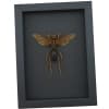 Tarantula Hawk Wasp Hemipepsis Aureomicans Female Real Framed Taxidermy Moonlight Display