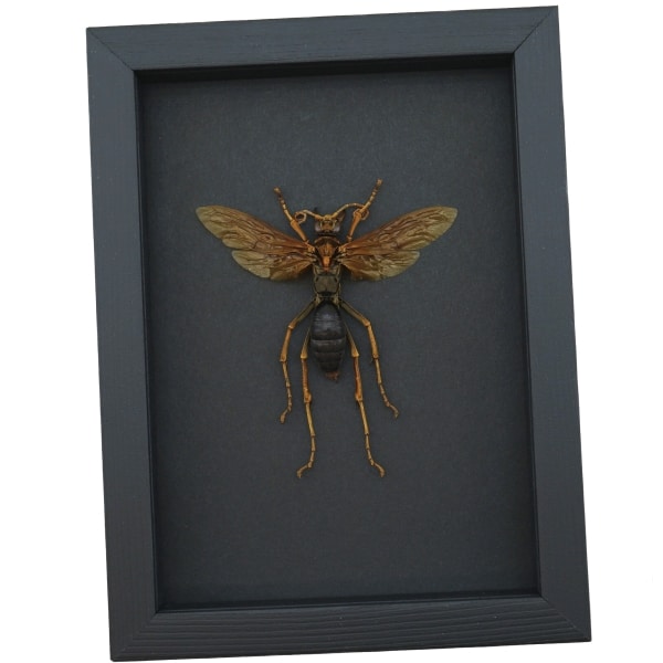 Tarantula Hawk Wasp Hemipepsis Aureomicans Female Real Framed Taxidermy Moonlight Display