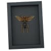 Tarantula Hawk Wasp Hemipepsis Aureomicans Female Real Framed Taxidermy Moonlight Display