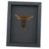 Tarantula Hawk Wasp Hemipepsis Aureomicans Female Real Framed Taxidermy Moonlight Display