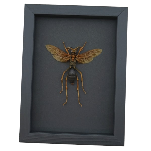 Tarantula Hawk Wasp Hemipepsis Aureomicans Female Real Framed Taxidermy Moonlight Display