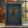 Tarantula Hawk Wasp Hemipepsis Aureomicans Female Real Framed Taxidermy Moonlight Display