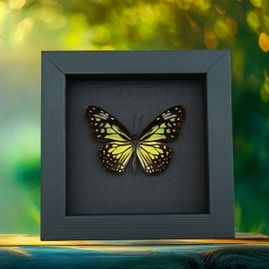 Parantica aspasia Framed Butterfly Yellow Glassy Tiger Taxidermy Moonlight Display