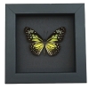 Parantica aspasia Framed Butterfly Yellow Glassy Tiger Taxidermy Moonlight Display