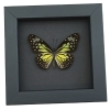 Parantica aspasia Framed Butterfly Yellow Glassy Tiger Taxidermy Moonlight Display