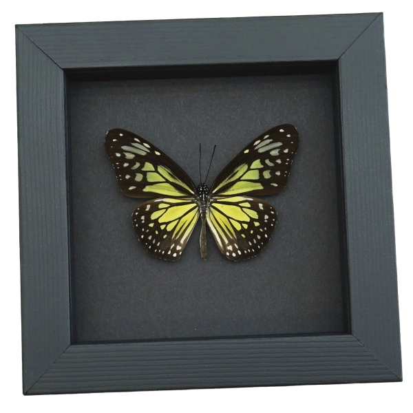 Parantica aspasia Framed Butterfly Yellow Glassy Tiger Taxidermy Moonlight Display