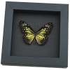 Parantica aspasia Framed Butterfly Yellow Glassy Tiger Taxidermy Moonlight Display