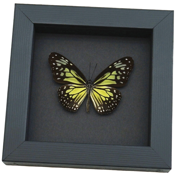 Parantica aspasia Framed Butterfly Yellow Glassy Tiger Taxidermy Moonlight Display