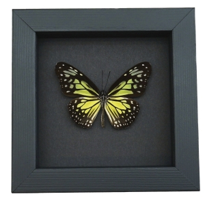 Parantica aspasia Framed Butterfly Yellow Glassy Tiger Taxidermy Moonlight Display