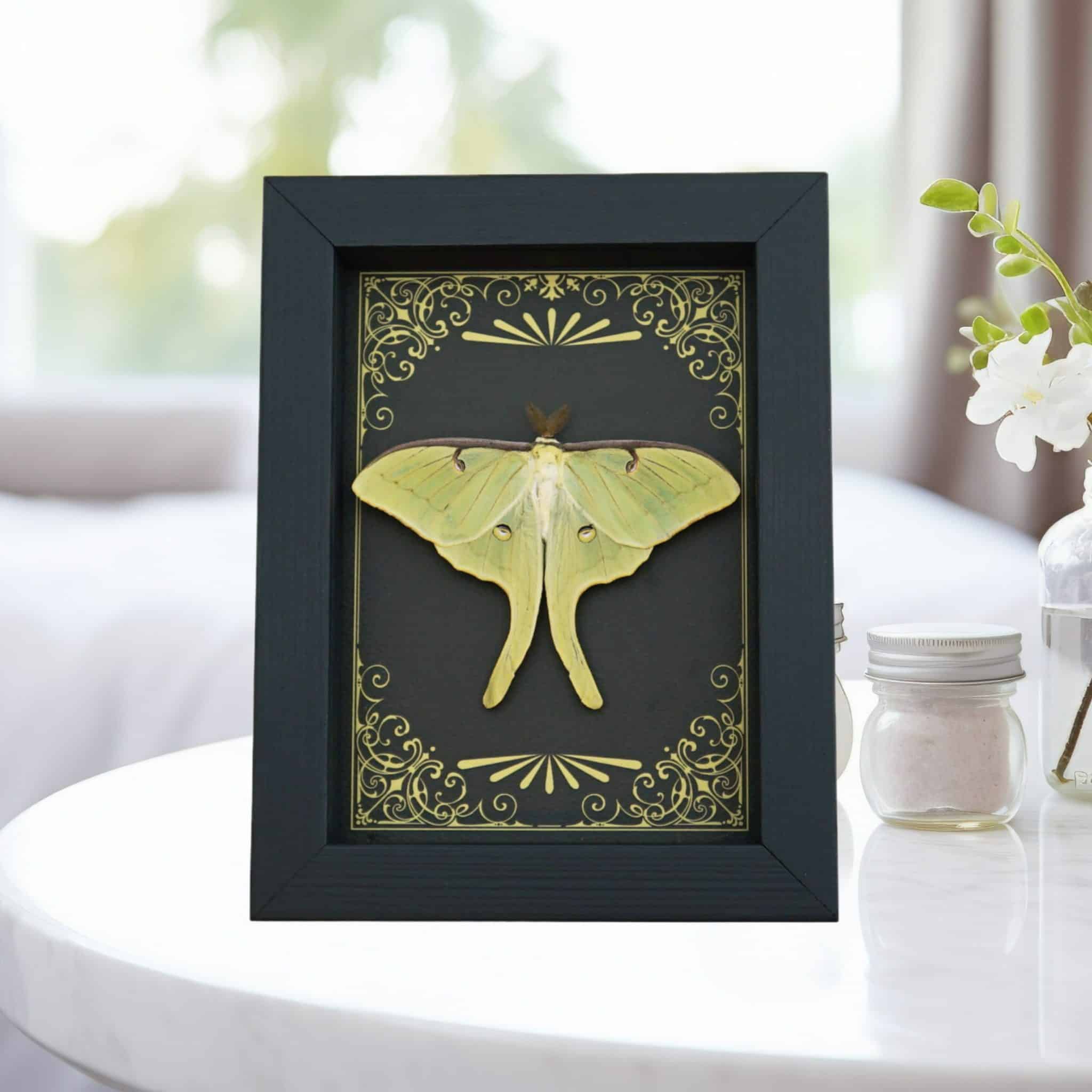Real Framed Luna Moth - Art Deco Golden Scrolls Actias luna Resting