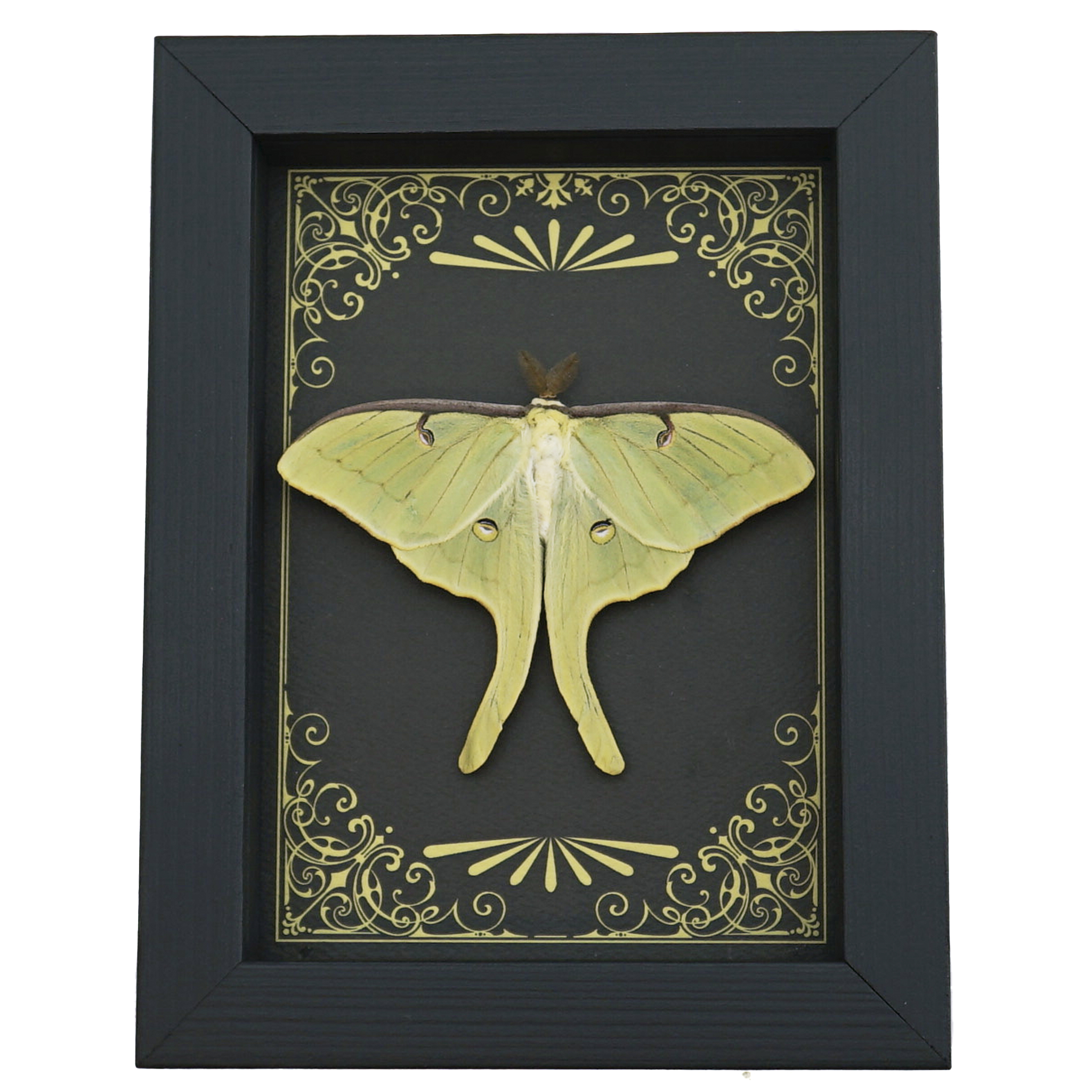 Real Framed Luna Moth - Art Deco Golden Scrolls Actias luna Resting