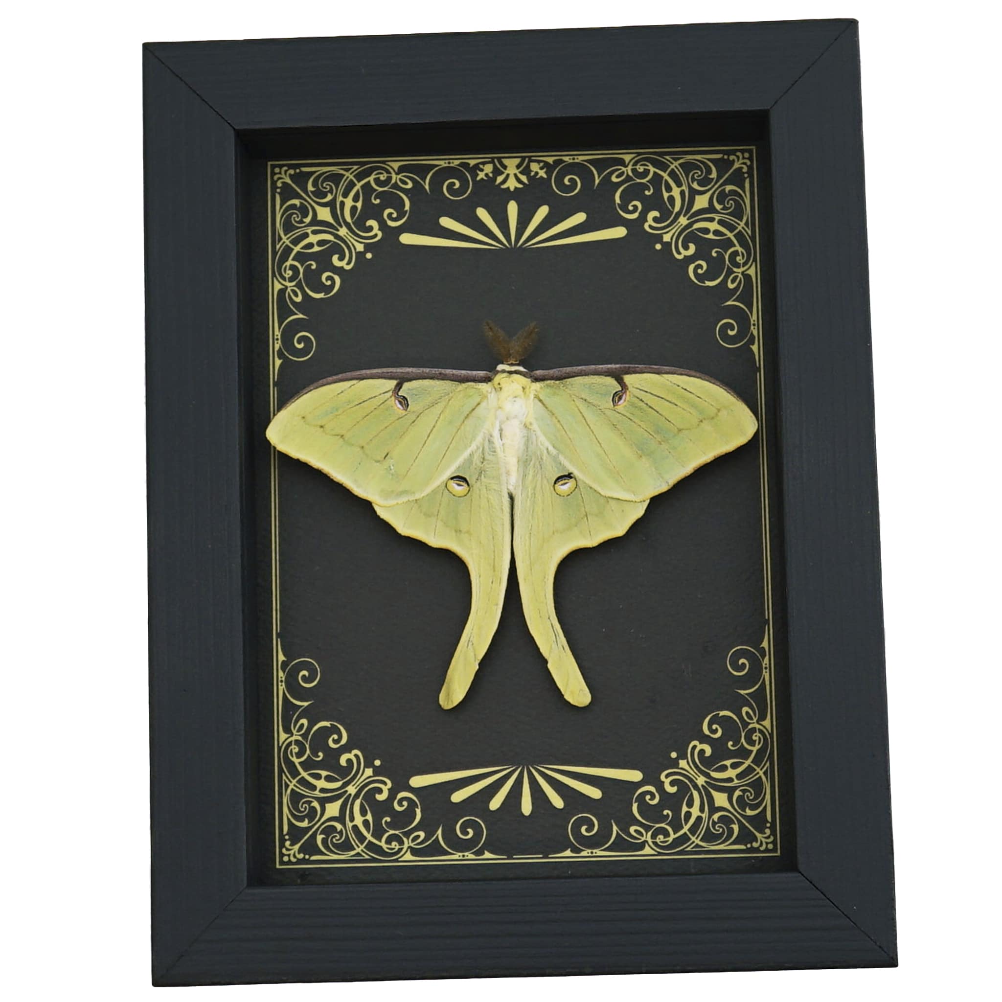 Real Framed Luna Moth - Art Deco Golden Scrolls Actias luna Resting