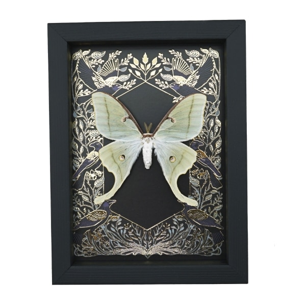 Luna Moth Gold Foil Gothic Ravens Real Framed Actias luna Taxidermy Display