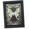 Luna Moth Gold Foil Gothic Ravens Real Framed Actias luna Taxidermy Display