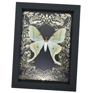 Luna Moth Gold Foil Gothic Ravens Real Framed Actias luna Taxidermy Display