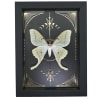 Real Luna Moth Celestial Gold Foil Moon Phases Actias luna Framed Taxidermy