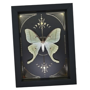 Real Luna Moth Celestial Gold Foil Moon Phases Actias luna Framed Taxidermy