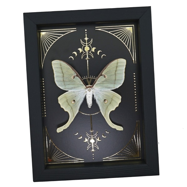 Real Luna Moth Celestial Gold Foil Moon Phases Actias luna Framed Taxidermy