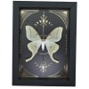 Real Luna Moth Celestial Gold Foil Moon Phases Actias luna Framed Taxidermy