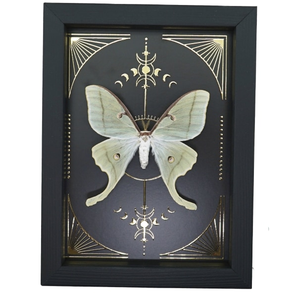 Real Luna Moth Celestial Gold Foil Moon Phases Actias luna Framed Taxidermy